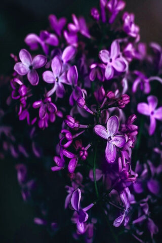 Whispers of Spring: The..