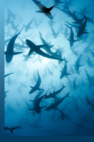 Multiple Blue Sharks Pixel 7