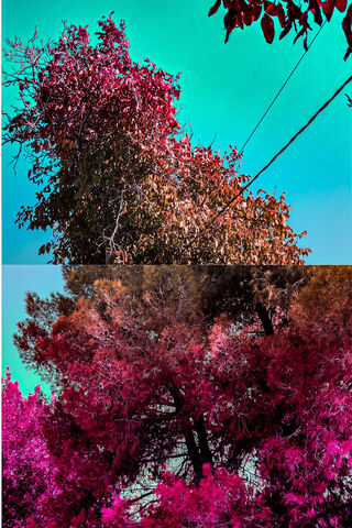 Vibrant Nature Split 🌳✨