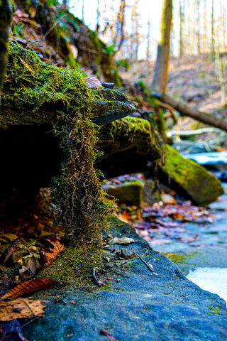 Nature's Hidden Wonders 🌿✨