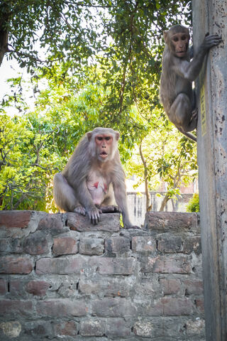 Mischievous Monkeys in ..