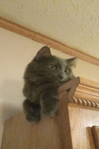 Curious Cat on the Shel..