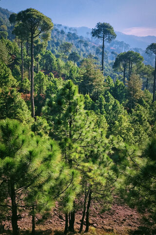 Serene Pine Forest 🌲✨