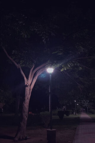 Nighttime Serenity 🌙🌳