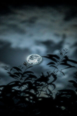 Lunar Serenity: A Night..