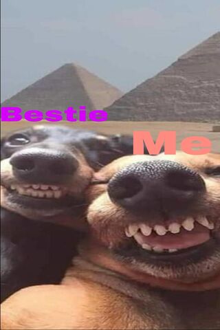 Pawsitive Vibes at the ..