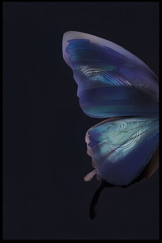 Enchanted Butterfly 🦋✨
