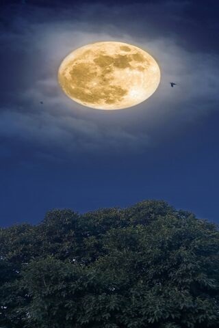 Moon On A Dark Night
