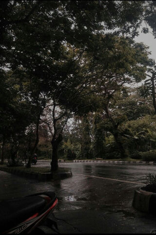 Rainy Day Serenity 🌧️🌳
