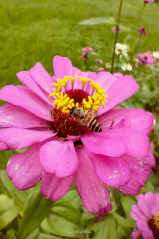 Buzzing Beauty 🌸🐝