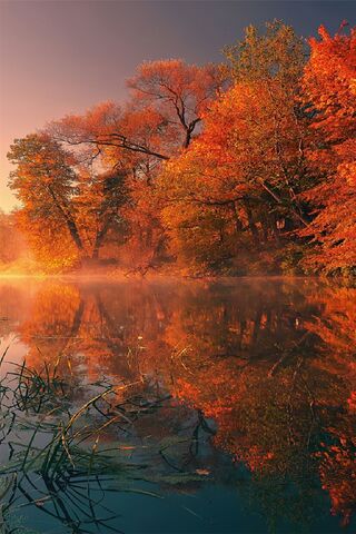 Natural Tree