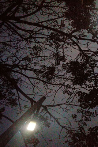 Nighttime Serenity 🌙🌳