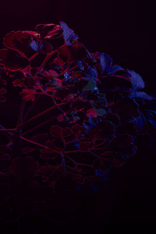 Neon Lines