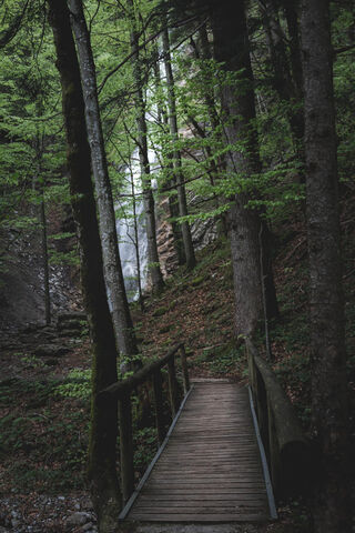 Serene Forest Path 🌲🌿
