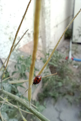 Ladybug on a Branch 🌿🐞