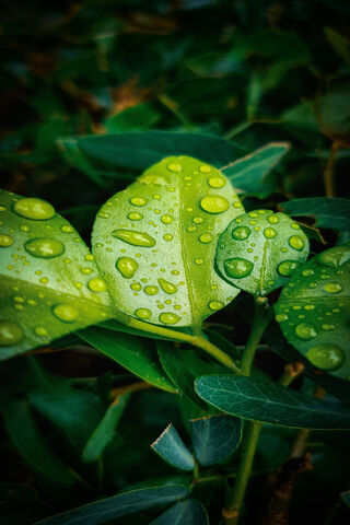 Refreshing Raindrops on..