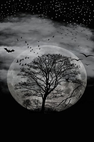 Enchanted Moonlit Night..
