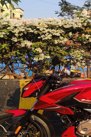 Vibrant Ride Amidst Blossoms 🌸🏍️