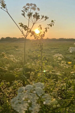 Sunset Serenity 🌅🌼