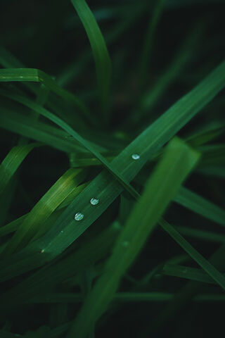 Morning Dew on Green Grass 🌿💧