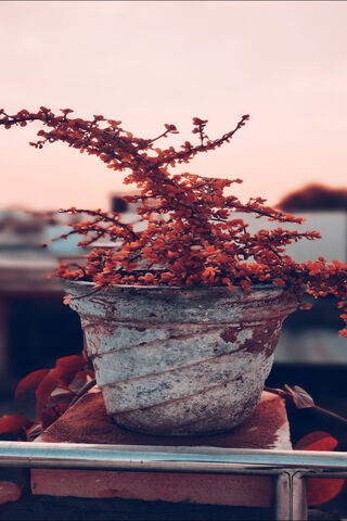 Nature
