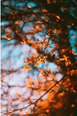 Golden Blossoms at Dusk..