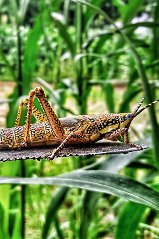 Nature