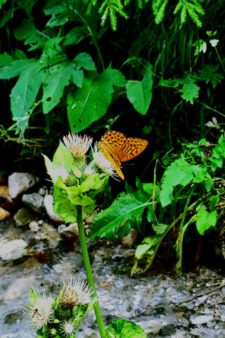 Nature