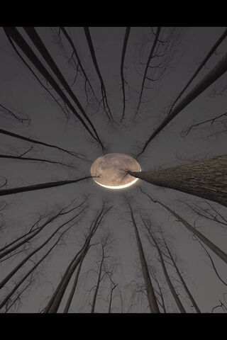 Enchanted Moonlit Fores..