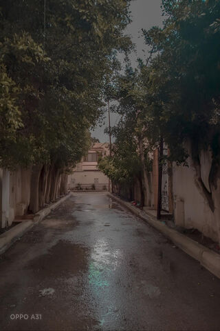 Serene Rainy Alley 🌧️🌿