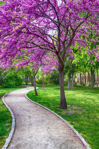 Enchanted Spring Pathwa..