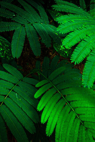 Lush Greenery 🌿✨