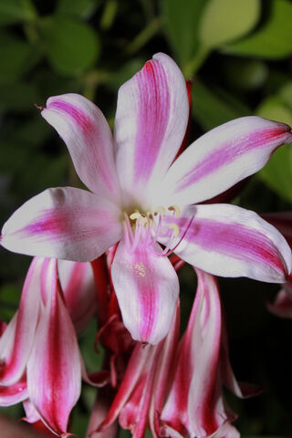 Beautiful Pink and White Flower 🌸✨
