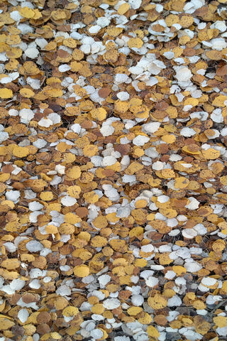 Otoño