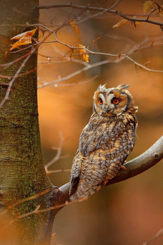 Majestic Owl in Autumn Splendor 🦉🍂