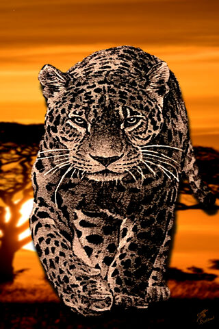 Majestic Leopard at Sunset 🌅🐆