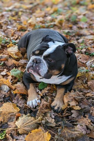 Cozy Canine in Autumn L..