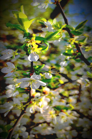 Blossoms of Spring 🌸🌿