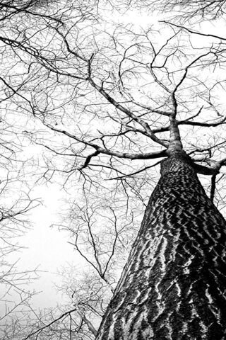 Majestic Tree in Monoch..