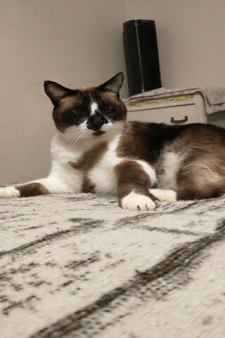 Cozy Cat Vibes 🐾