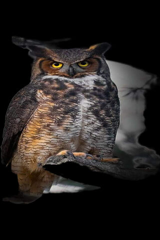 Majestic Owl in the Night 🌙🦉