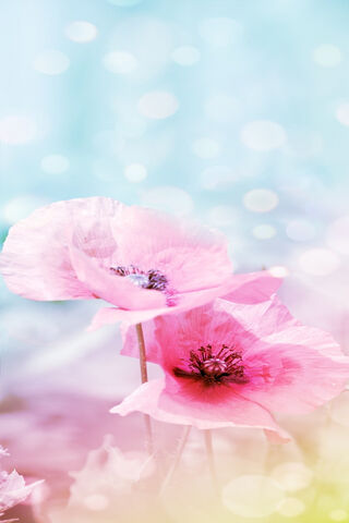 Dreamy Pink Poppies 🌸✨