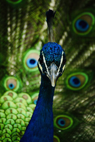 Majestic Peacock Display 🦚✨