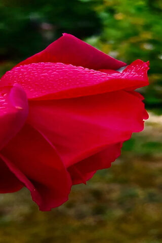 Petal Pink