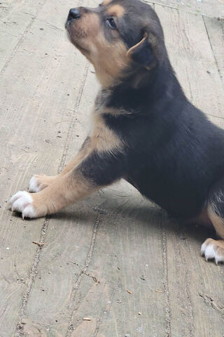 Adorable Puppy Stretchi..