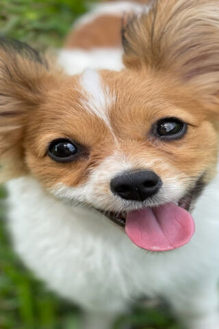Papillon Puppy