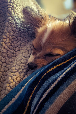 Papillon Puppy