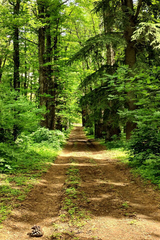 Serene Forest Path 🌲✨
