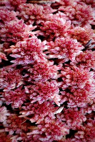 Blossoms of Nature 🌸✨