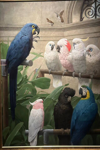 Colorful Parrot Gatheri..